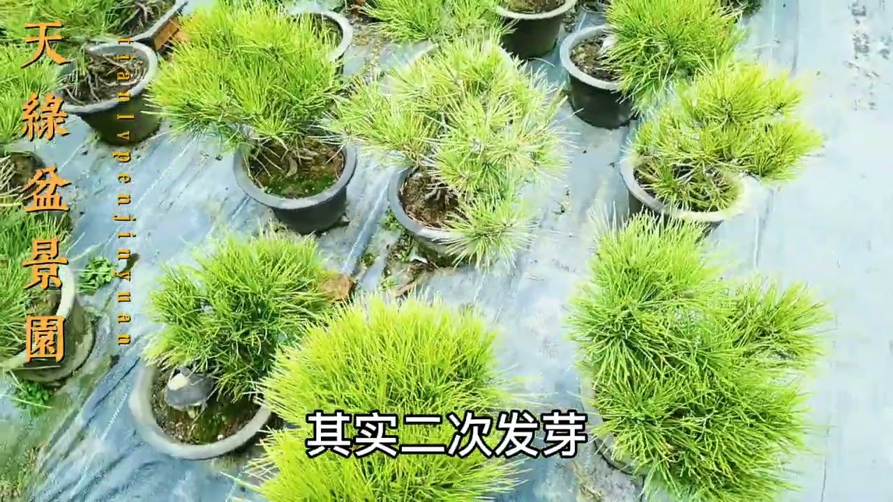 黑松要养成短针如何二次发针和一些注意事项，非常实用的实践经验
