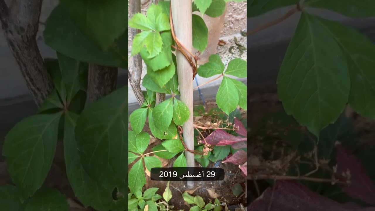 من أجمل المتسلقات الناجحة زراعتها في كل المناطق