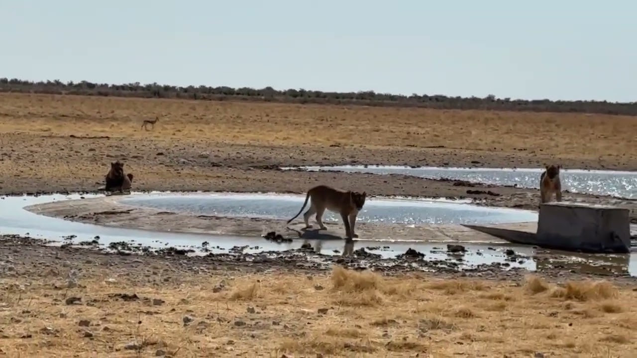 Field Update: Lions at Etosha Waterhole 🦁 | Nature Travel Namibia