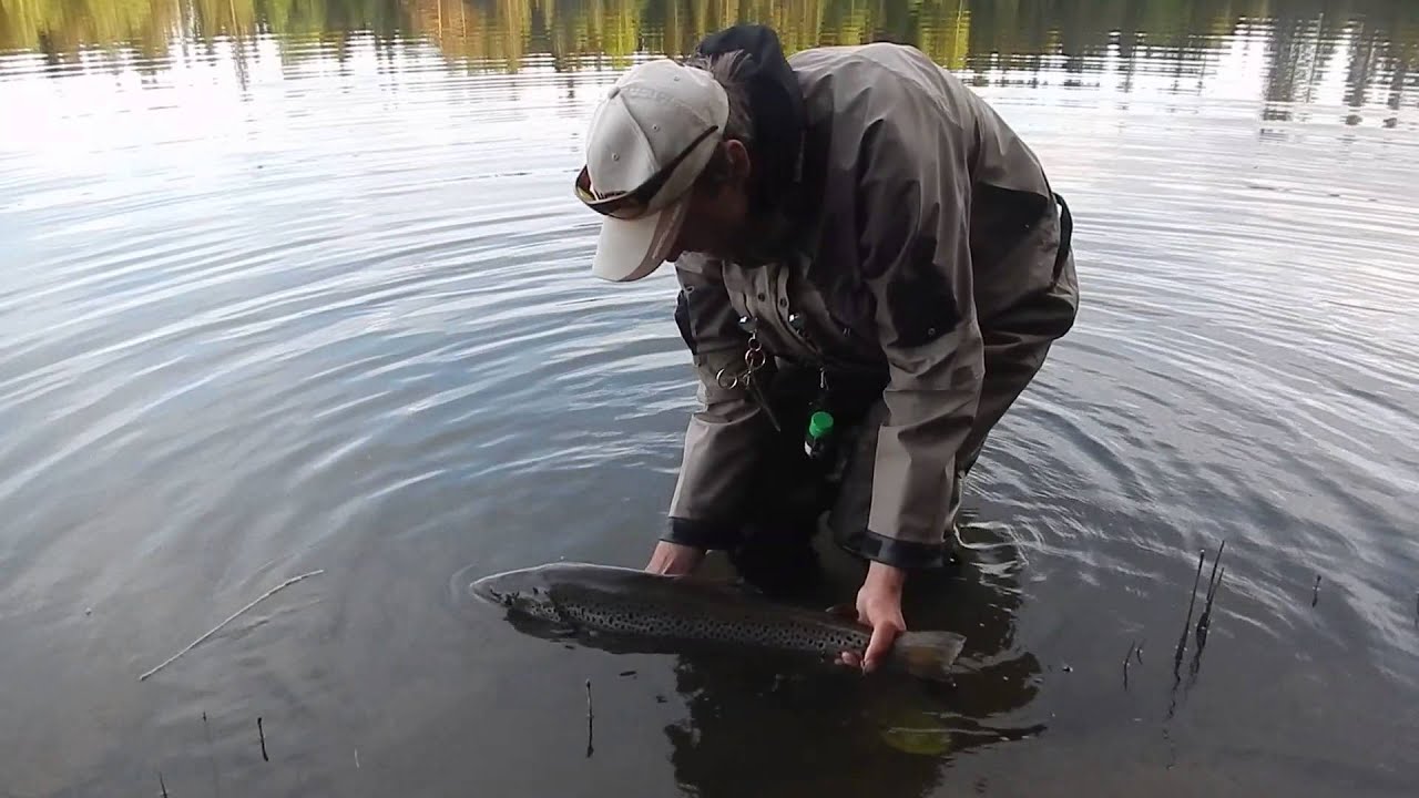 Dr&oslash;mme&oslash;rret p&aring; t&oslash;rt. 4250 gram og 74 cm