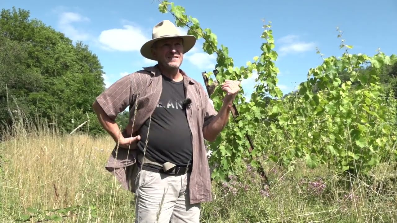 Agroforesterie viticole et vigne sauvage au Domaine Lissner, partie 1