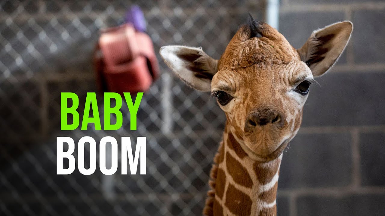 Baby Boom For Zoo Knoxville!