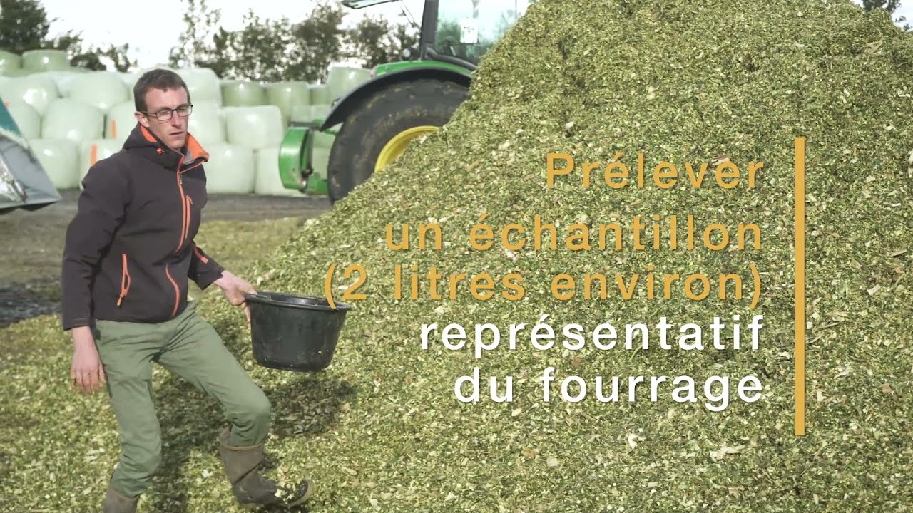 Récolte du maïs fourrage : Comment vérifier l’éclatement des grains ? - ARVALIS-infos.fr