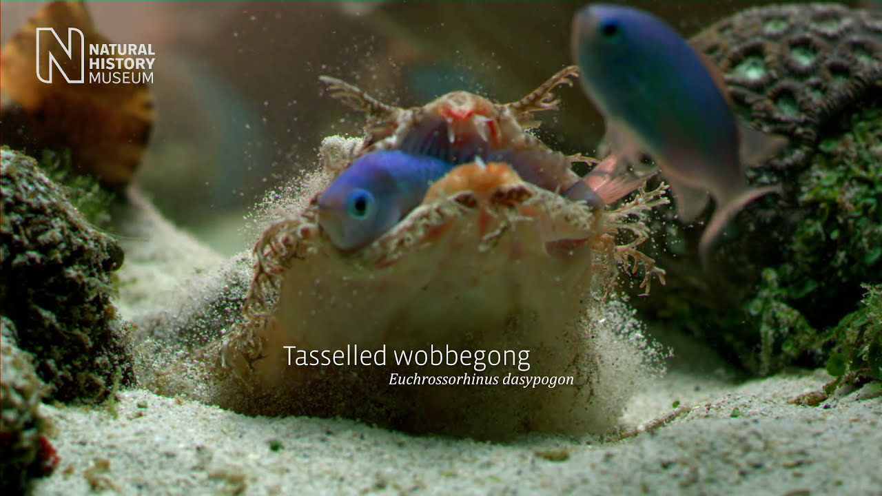 The smart, the strange and the dangerous: life on a coral reef | Natural History Museum