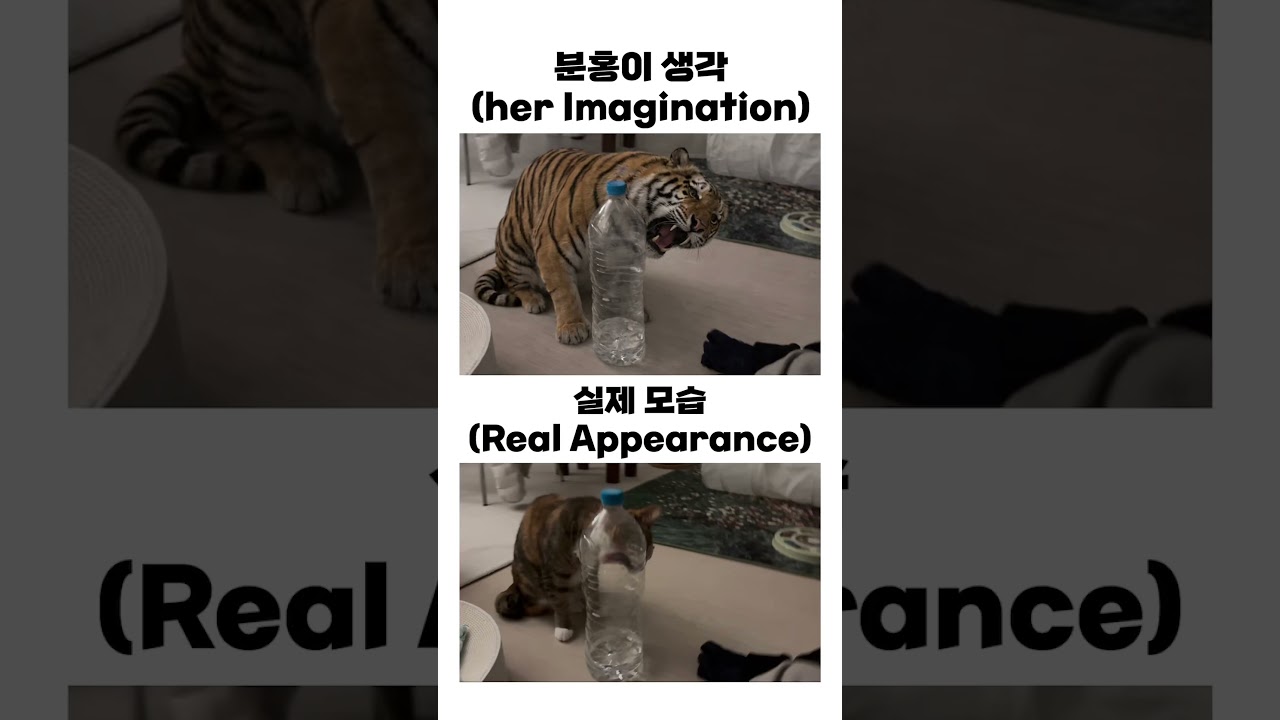 어흥