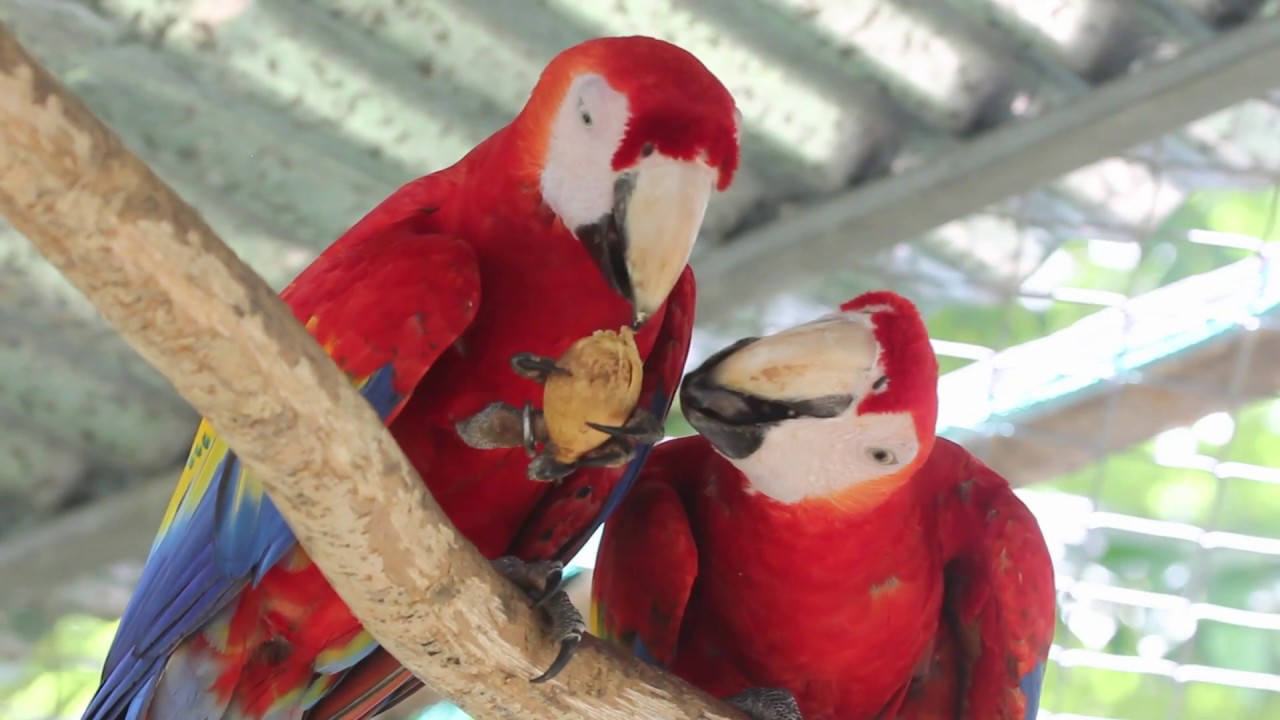 Enrichment in the Aviaries: Palm Fruit