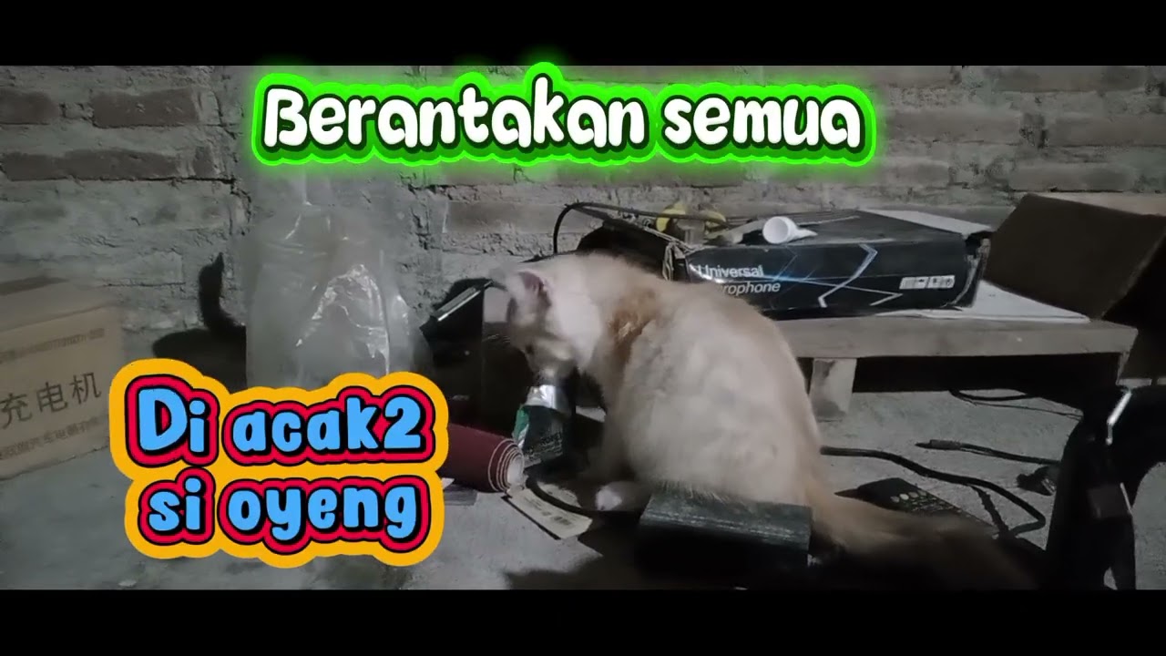 Semua di acak2 gak karuan sama si oyeng
