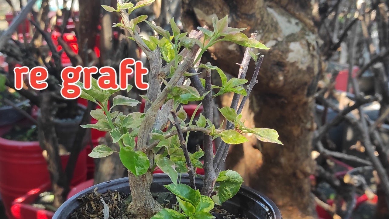 REGRAFT: SOLUSYON SA HINDI MAGANDANG GRAFTED BOUGAINVILLEA / PAGPAPALIT NG VARIETY NG GRAFTED