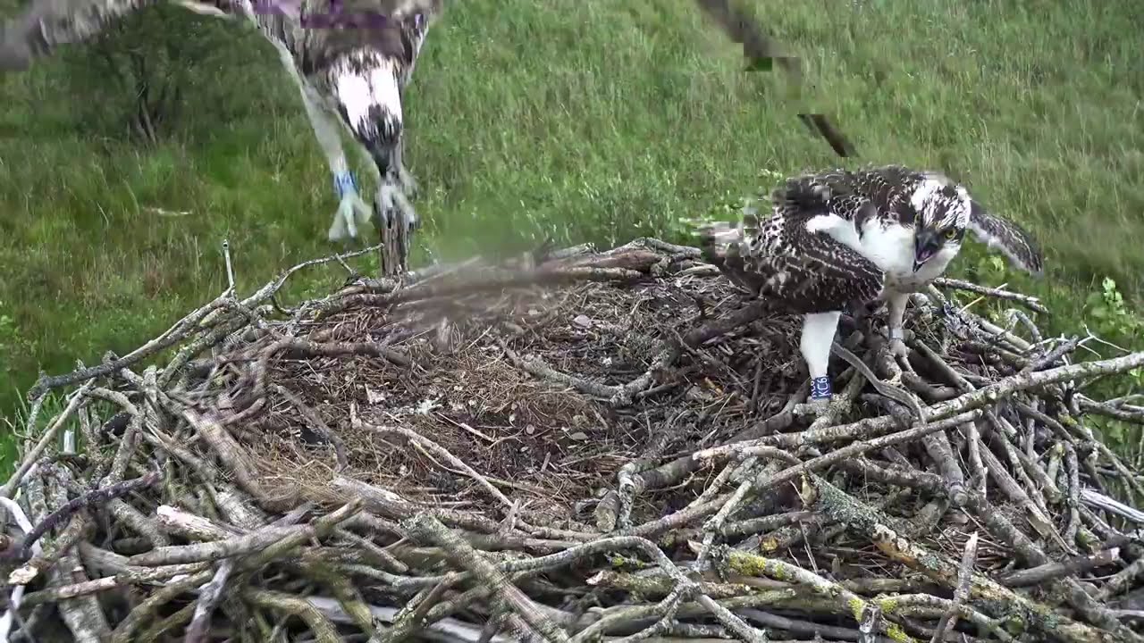 Teifi the Defender