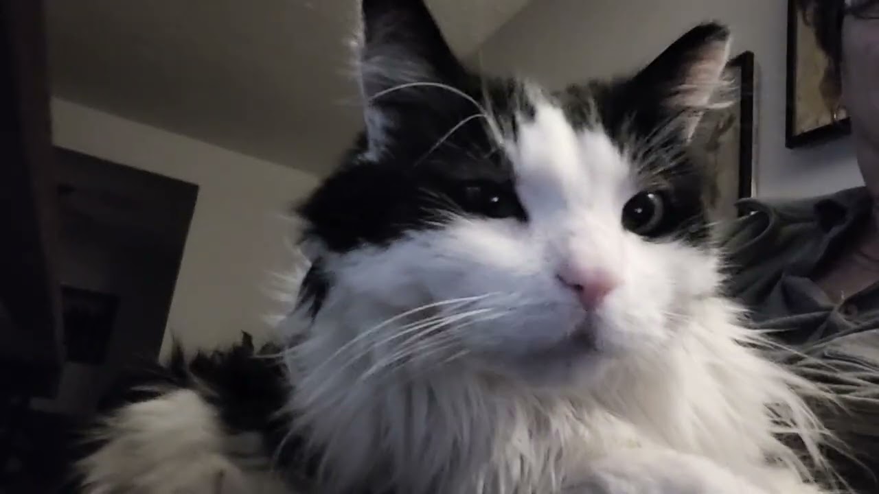 My Cat Hates Cuddles (Except When He Doesn't)