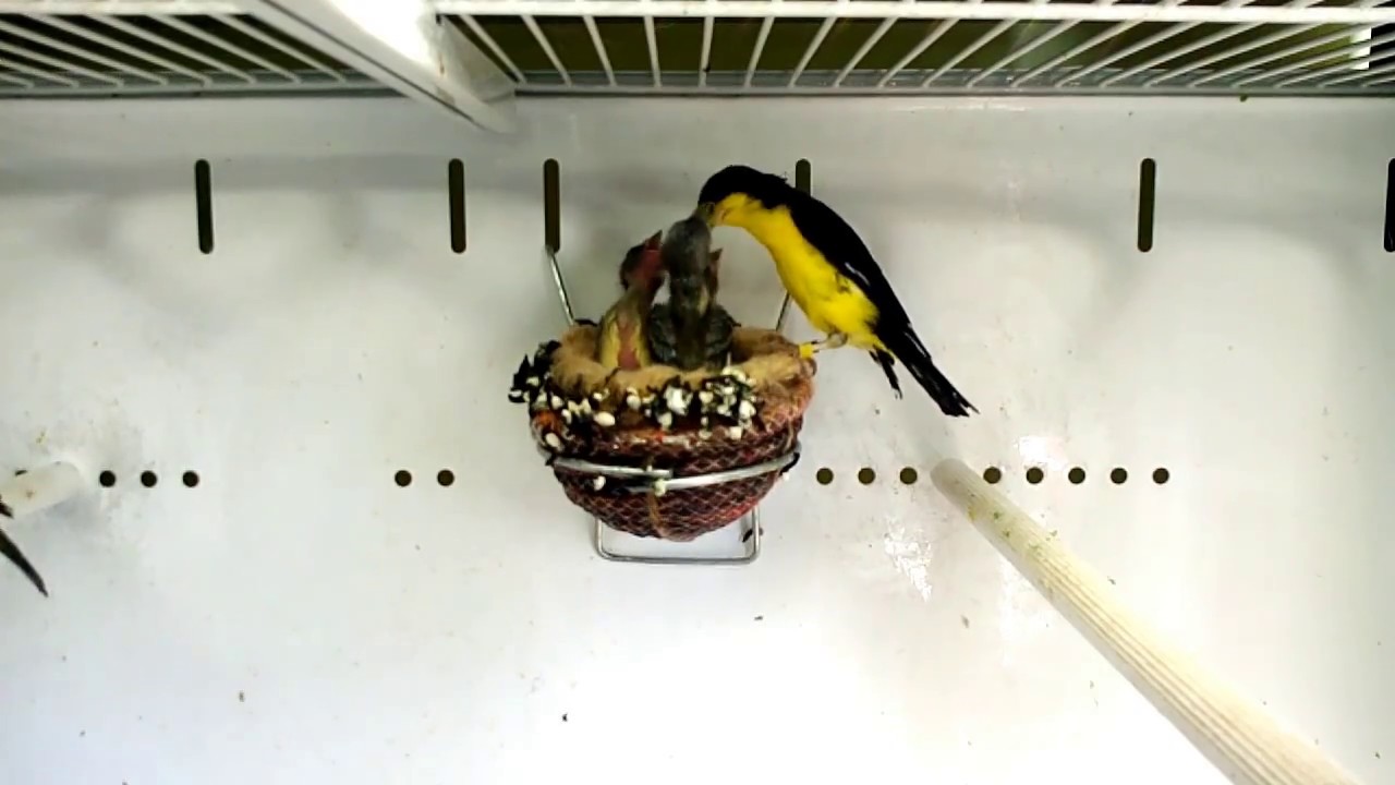 Carduelis Psaltria Jouyi, Mexicozeisig, Chiruli, Lucherino dorso Nero, Lesser  Goldfinch, Jilguero.