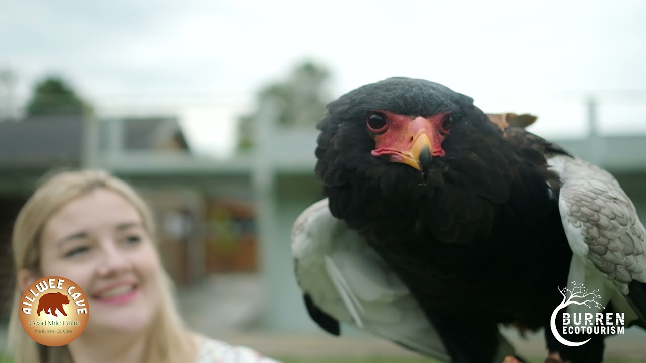 Aillwee Cave & Birds of Prey Centre