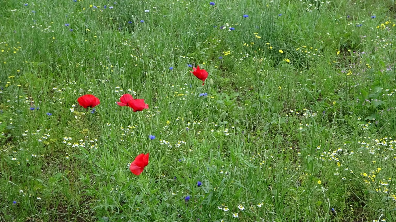 Wiesenschaum - Blütentraum mit 