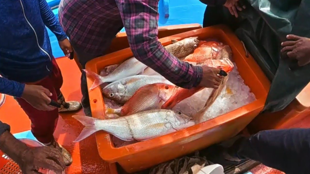 spisis idaman yang masih menghuni di perairan Terengganu 