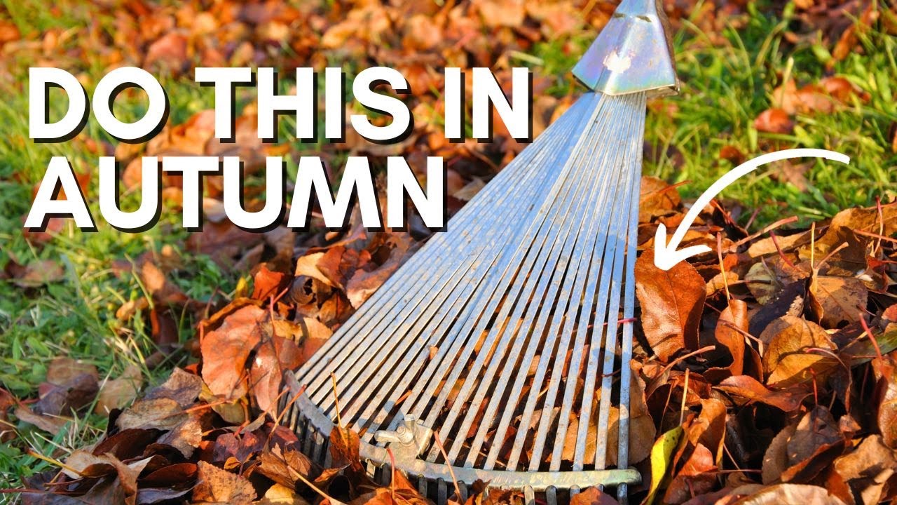 Garden jobs for early Autumn - Herb, Allotment and Vegetable Gardening For Beginners UK