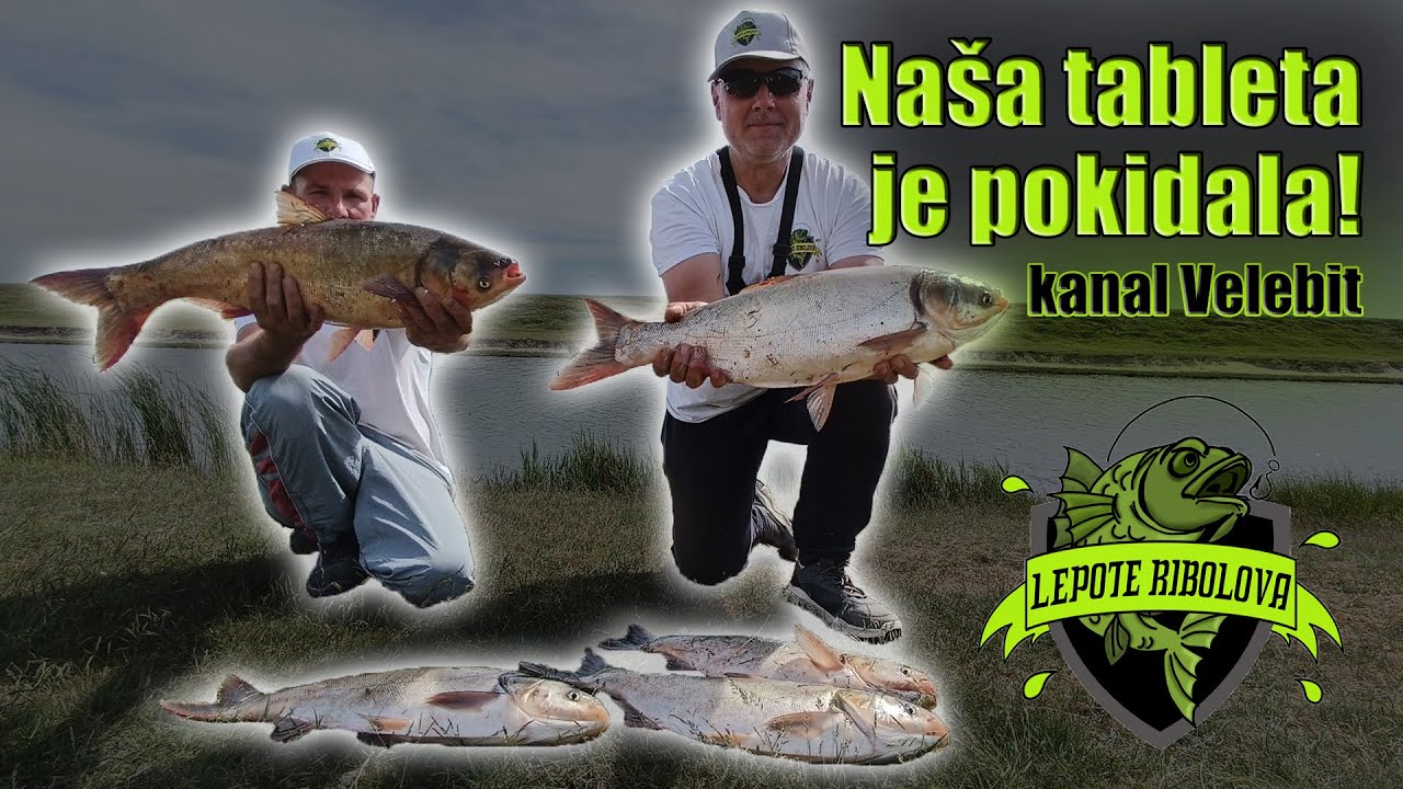 Pecanje tolstolobika na naše tehnoplankton tablete! | kanal Velebit | Lepote Ribolova ep. 38