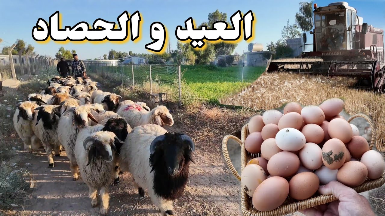 حصاد  وجمع خيرات المزرعة ، فعاليات عيد الأضحى، نتيجة زراعة الخضروات ، كيفية اخراج زكاة الزرع (294)