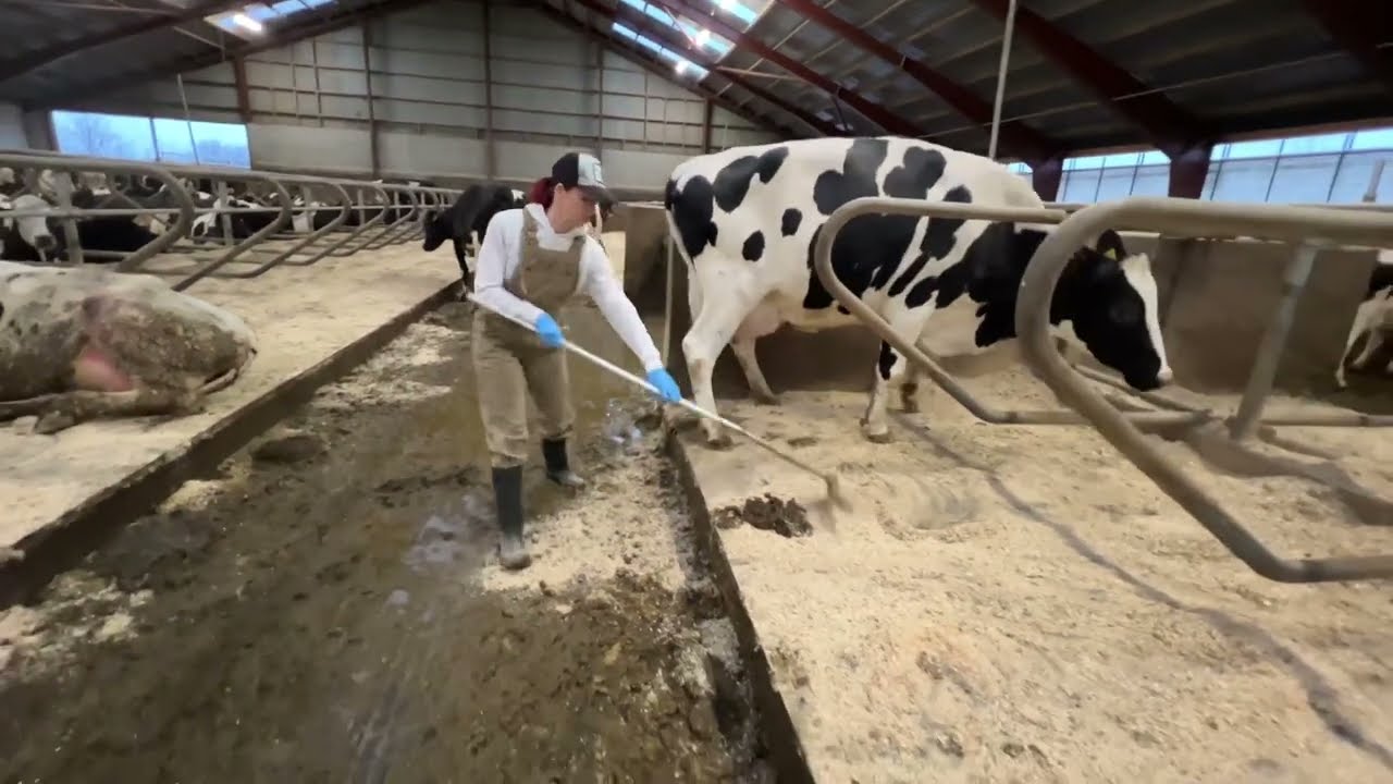 Arbeiten auf einem Bauernhof | Modernes Kuhmelken | Cow Husbandry
