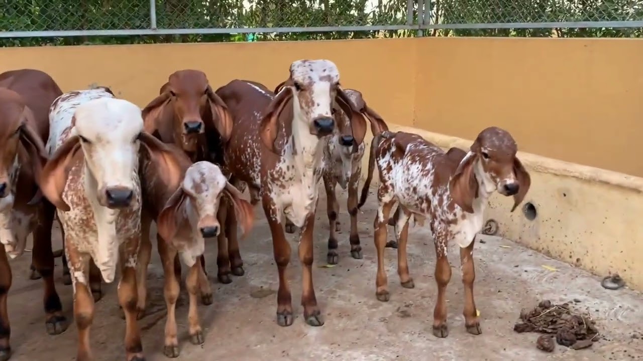 Inside Our Gaushala at Prithvi Organic | Gaushala Virtual Tour | Join Our 