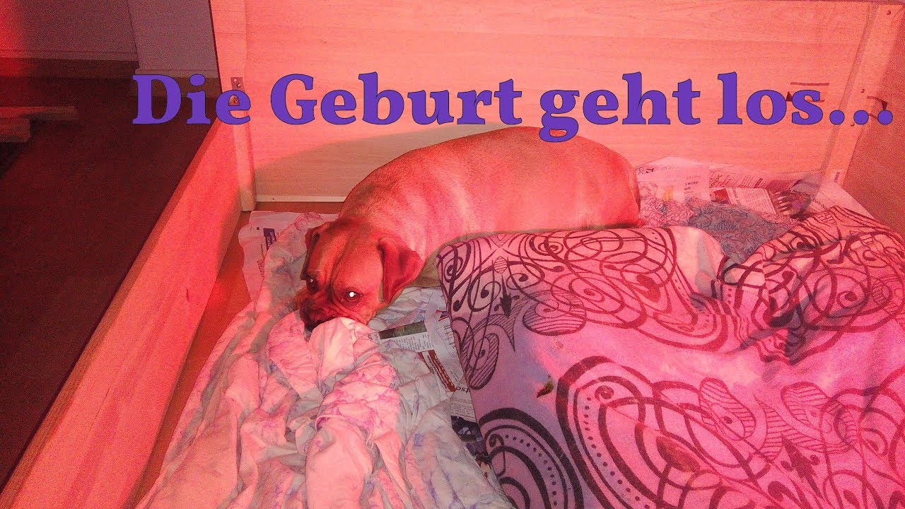 #Hundezucht #Welpen Die Geburt geht los