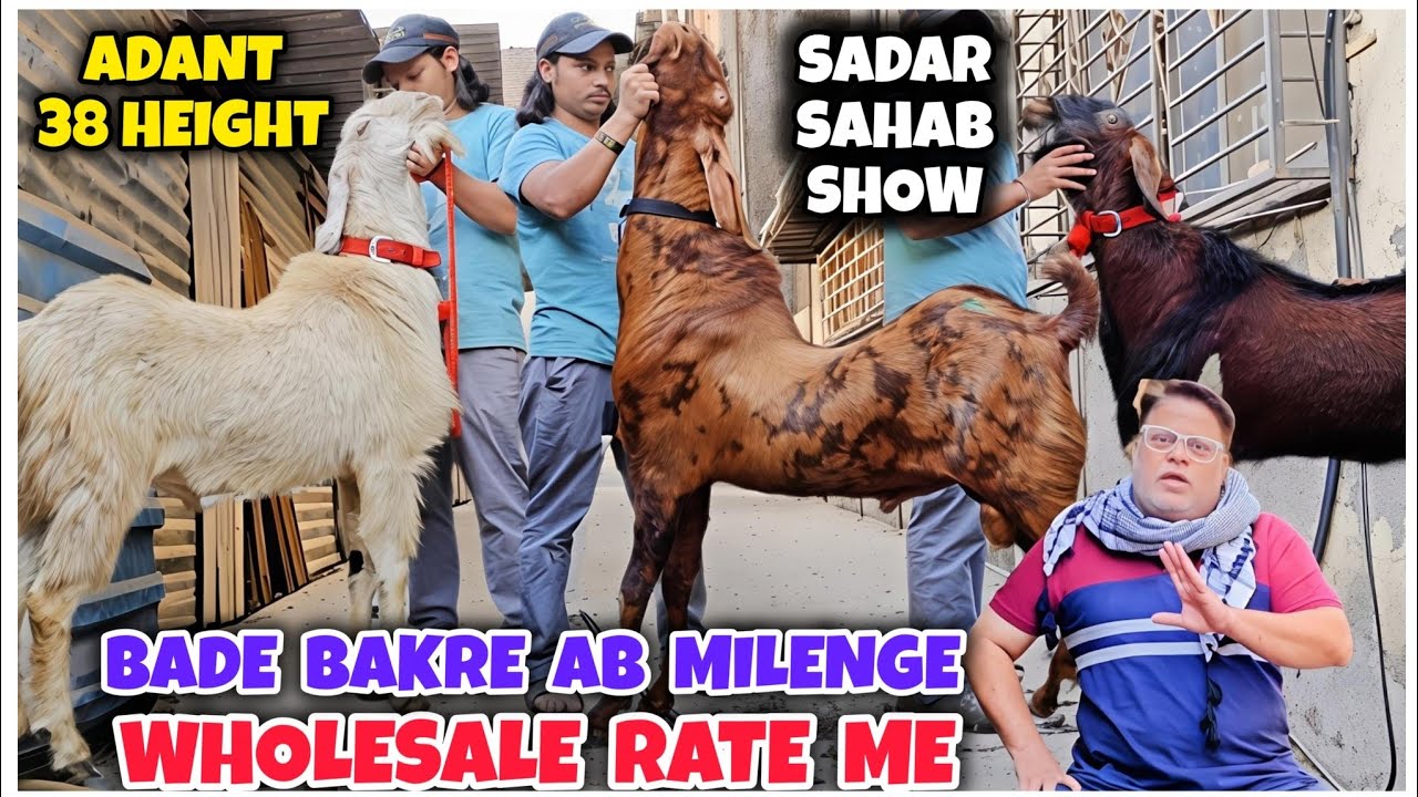 Sabse Saste Bade Size Ke Bakre In Bhiwandi | Sadar Sahab Show | Wholesale Goat Market Mumbai |