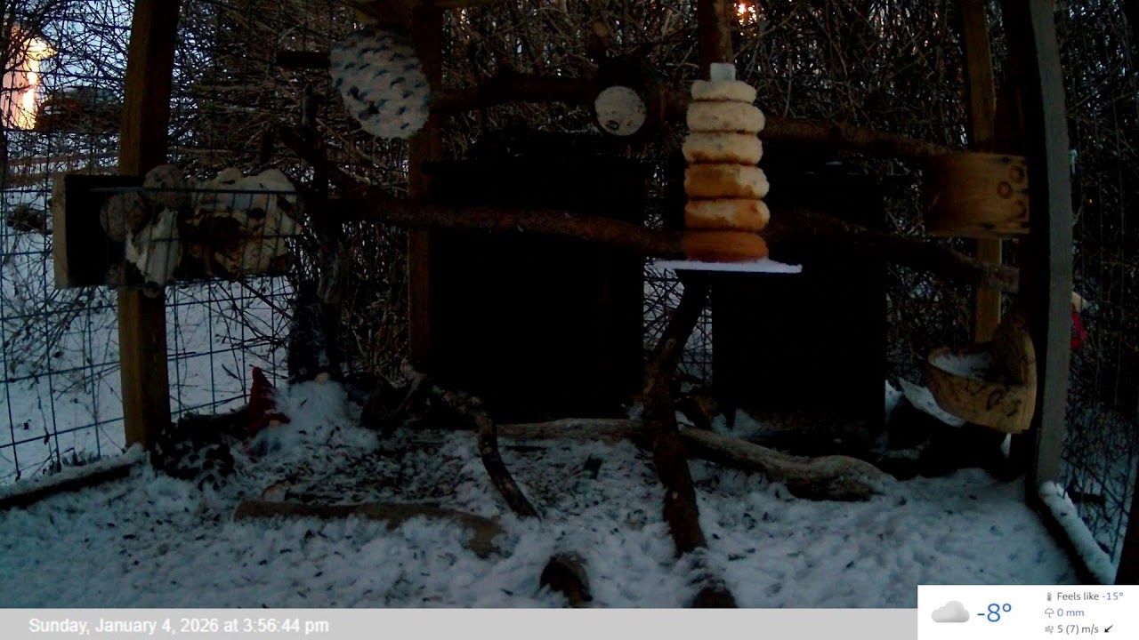 Bird Feeder LIVE