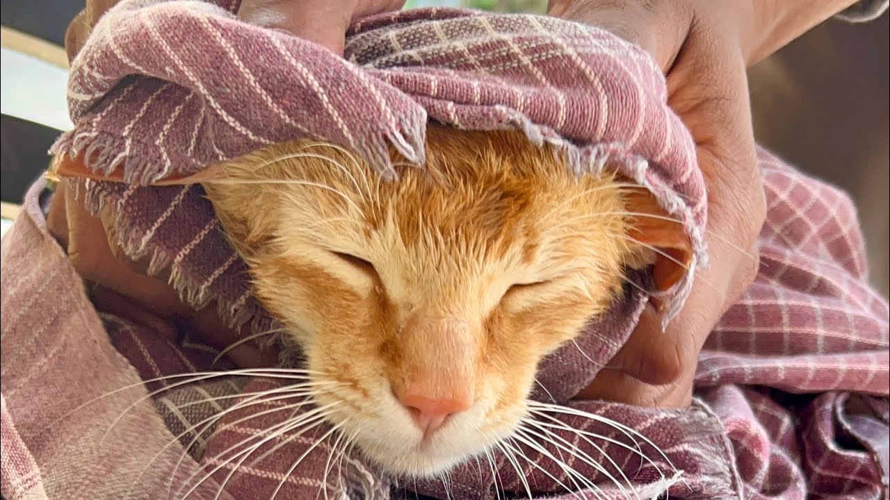 Aaj to lailla ko nahana padega 😹#billi #cat #animallife #funnycat #funnypet #catbath #catvideos 