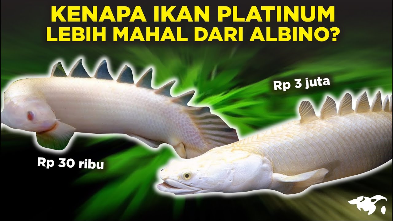 KENAPA IKAN ALBINO LEBIH MURAH DIBANDINGKAN IKAN PLATINUM? COTNOHNYA PALMAS
