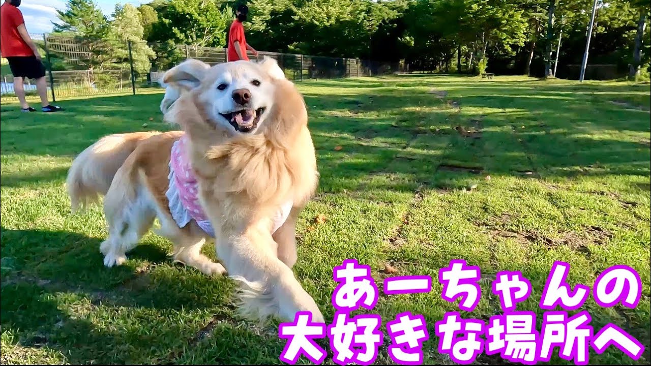 夏だけどあーちゃんの大好きなところへ行って来ました　ゴールデンレトリバー