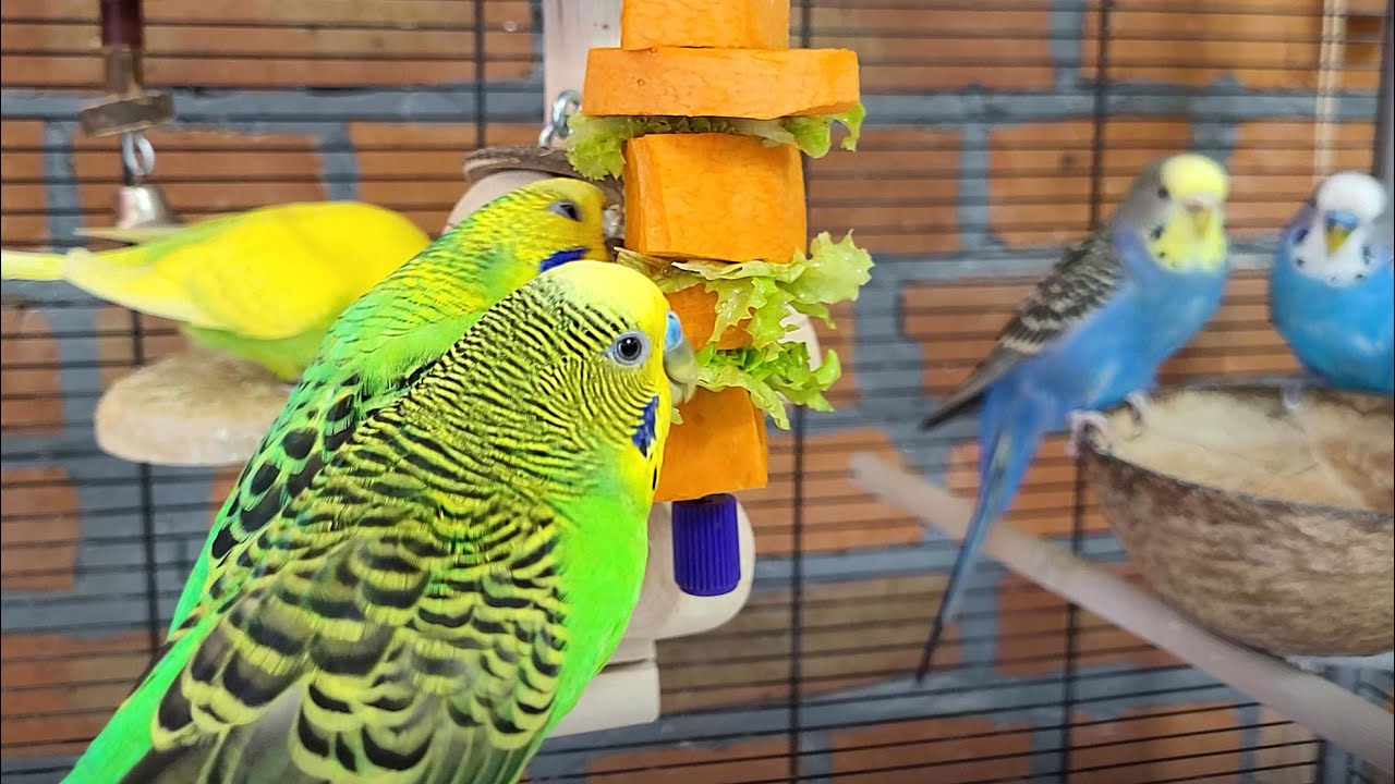 7 hours of relaxing budgie sounds