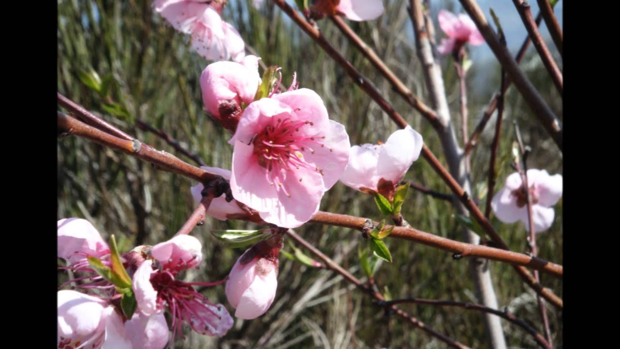 The First Day of Spring - Mehdi.