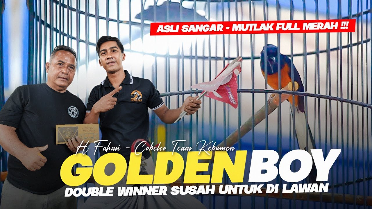 AKSI NGERI GOLDEN BOY - HAJAR DOUBLE WINNER GRAND LAUNCHING BP3 ELITE
