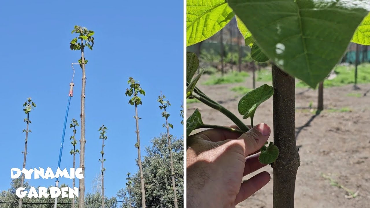 Pruning Paulownia _ Paulownia Garden _ Mar 2023
