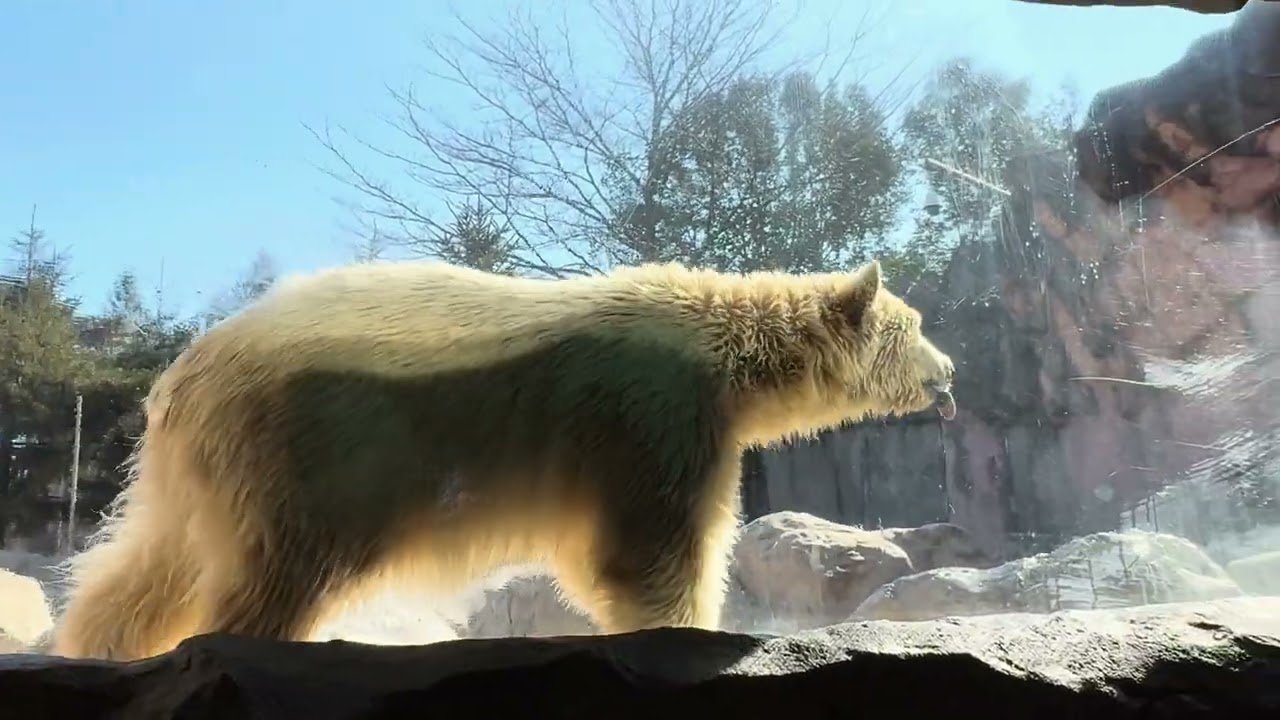 八木山動物公園   ホッキョクグマ  🐻‍❄️うみ 🐻‍❄️そら 🐻‍❄️ポーラ