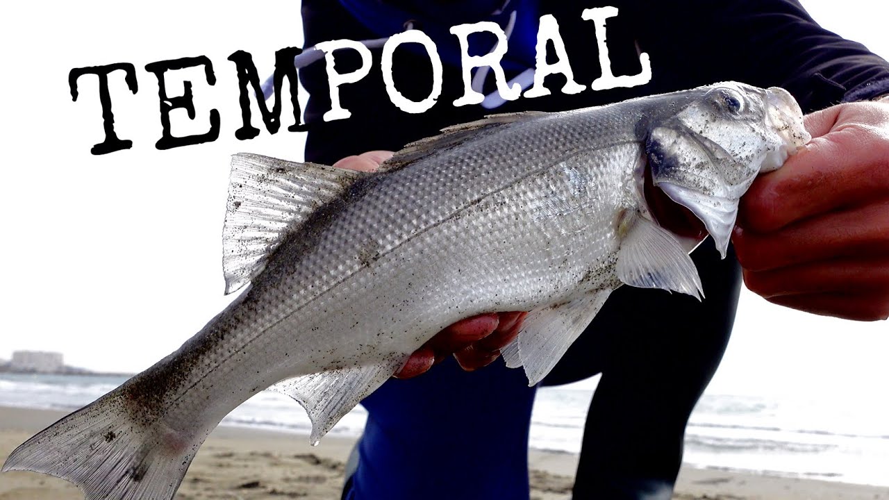 Pesca a SURFCASTING | LUBINAS en temporal | Fishing Seabass