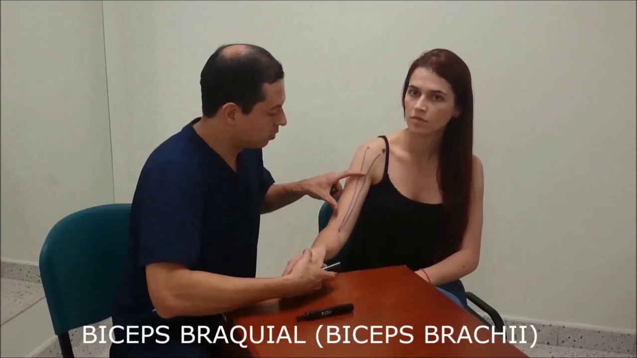 B&Iacute;CEPS BRAQUIAL: ORIGEN, INSERCI&Oacute;N Y ACCI&Oacute;N