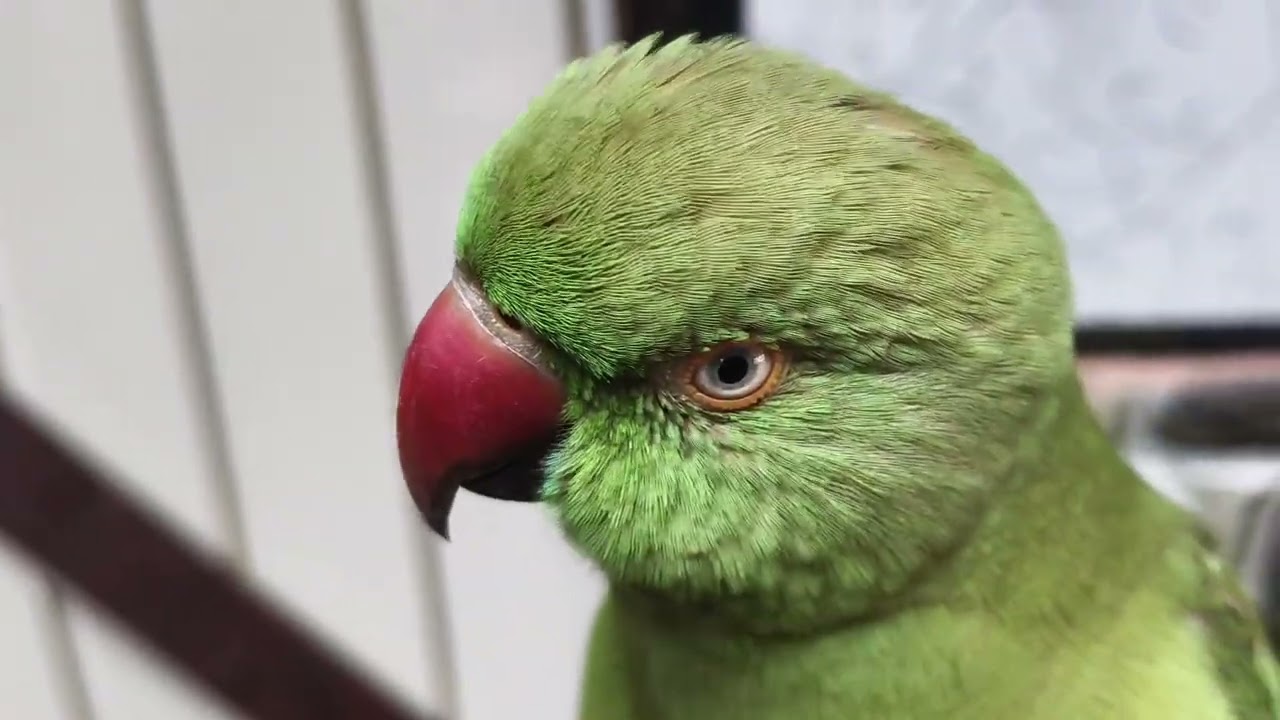 Mittu mummy papa bolne wala tota 🦜#nonstoptalkingparrot#followlike#beautifulparrot ❤️