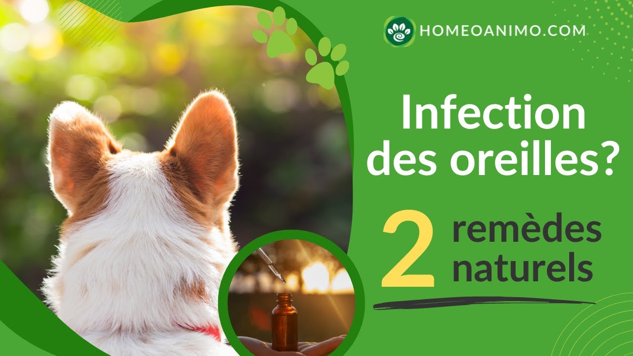 Comment traiter l'INFECTION des OREILLES de votre chien ? 2 REMÈDES NATURELS efficaces!