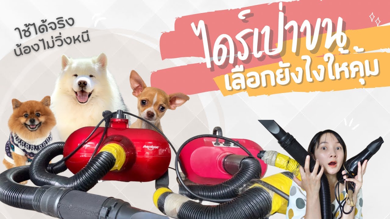 แนะนำวิธีเลือกไดร์เป่าขนให้ได้ใช้จริง (EP.43)