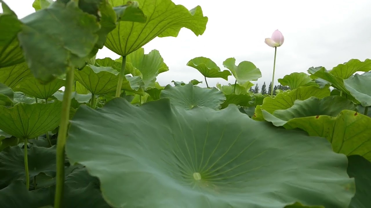 Peaceful Lotus Pond 🌸 | 4K Gentle Wind Sounds for Relaxation, Sleep & Study (30 Minutes)