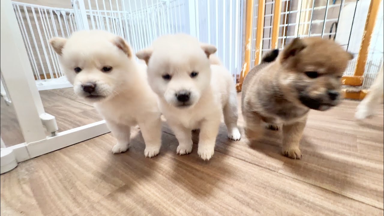 【柴犬 子犬】解き放ったら個性を現しはじめた子犬