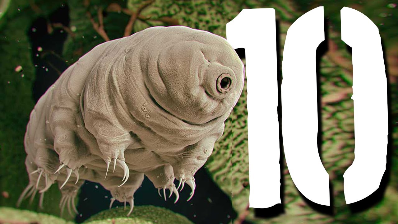 10 niesamowitych zwierząt z supermocami [TOPOWA DYCHA]