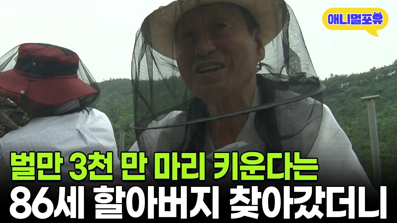 3천만 마리 꿀벌 키운다는 86세 할아버지, 직접 찾아가 보니 | KBS 생생정보통 150629 방송