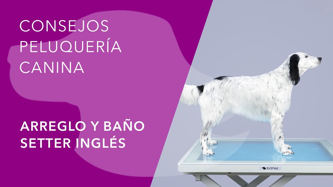 PELUQUERÍA CANINA, ARREGLO Y BAÑO DEL SETTER INGLÉS
