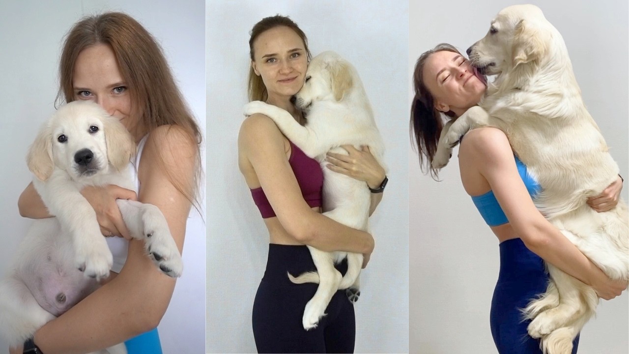First Year With Golden Retriever (8 weeks to 1 year) | 1 year in 10 Minutes
