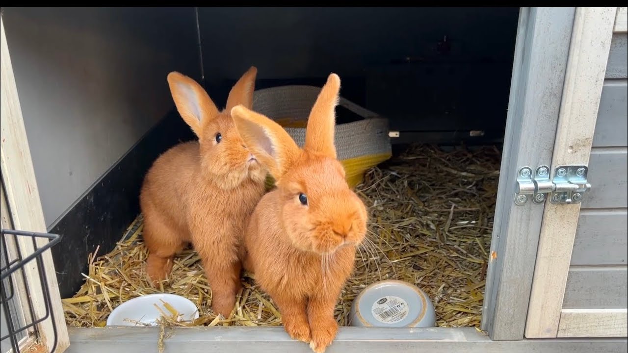 Kaninchen Update Stall sauber machen frisch fütter fressen / die Kaninchenbande 🧡🧡