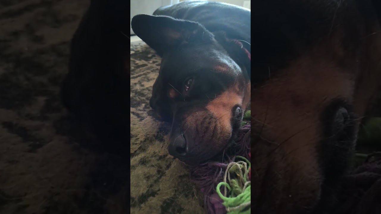 Just A Dog, not! 