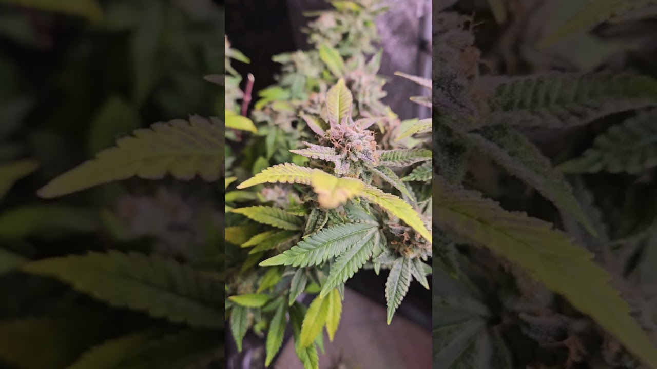 harvesting 1 plant gdp start of week 9 #cannabiseducation