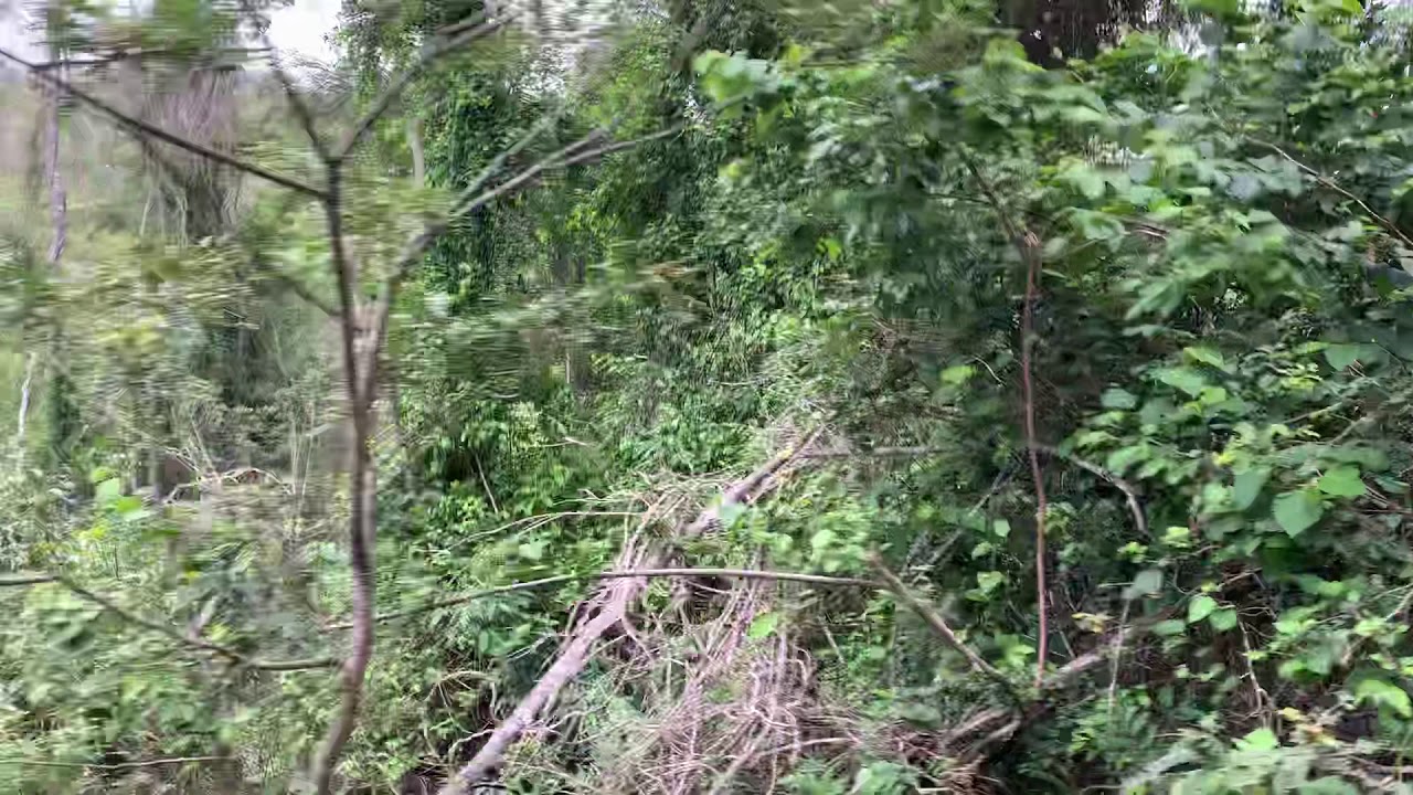 Manejo bruto , Canil Negreiros !!!