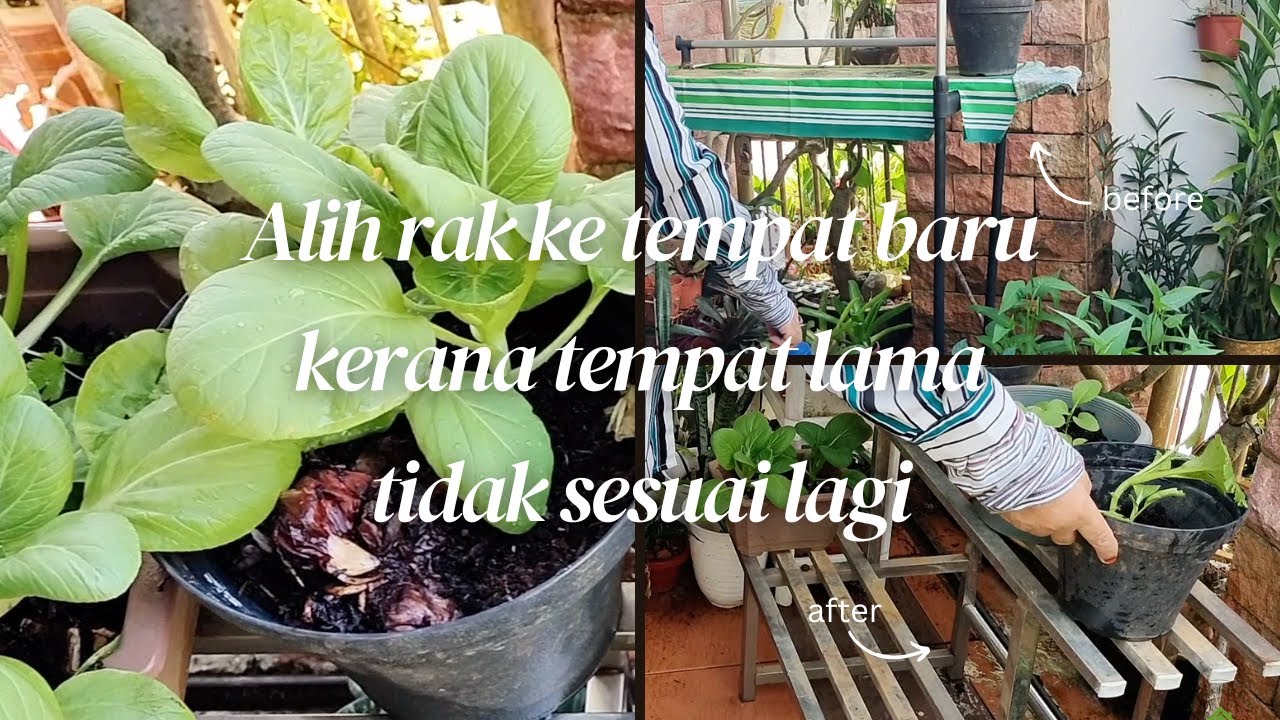 EP37 - Alih rak ke tempat baru kerana tempat lama tidak sesuai lagi